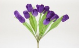  Bi-color Tri-color Tulip
