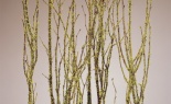  Birch Branch Moss Coat