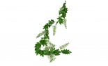  6'l Wisteria Garland Whi