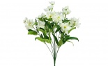  Fairy Magnolia Bush X12