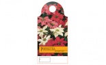  Care Cards Poinsettia