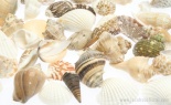  7.5# Asst Lg Sea Shells