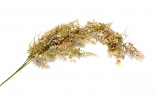  Euc Rosemary Knotweed Ha