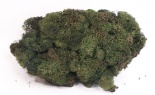  4 Oz Reindeer Moss Gre