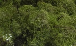  4 OZ REINDEER MOSS SFL