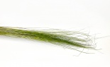  12 Oz Fountain Grass