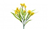  Narcissus Bush Yellow Go