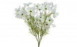  Cosmos Bush White