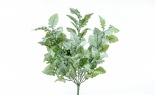  Dusty Miller Bush X9 Gre