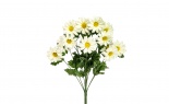  African Daisy Bush X14 W