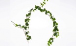  6' Garden Ivy Garland