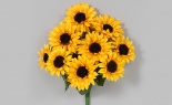  SUNFLOWER BUSH X10 YELLOW GOLD