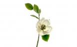  Magnolia Spray Bud Alaba