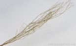  3'- 4.5' Painted Glit Birch Branches Gold