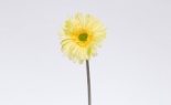   GERBERA DAISY STEM SU