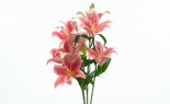  HYBRID LILY BUSH X9 RHUB