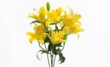  Hybrid Lily Bush X9 Yellow