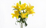  HYBRID LILY BUSH X9 YE