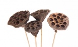  Lotus Pod 6-8 Cm Bulk