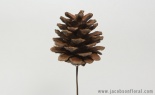  3 - 4 CM PINE CONE W/