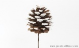  3 - 4 Cm Pine Cone W/