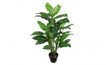  3' Dieffenbachia Plant