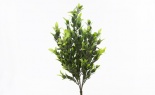  RUSCUS BUSH GREEN
