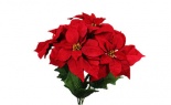  Wp Poinsettia Bush X5 Red