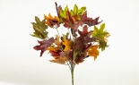  Sugar Maple Bush X12