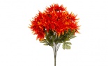  Spider Mum Bush X12 Oran
