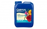  Chrysal Professional #