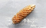  Sugar Cone Gold Leaf