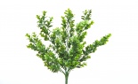  WP ENGLISH BOXWOOD BUSH