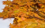  1lb Trans Oak Autumn