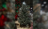  7.5'h Lit Bulfinch Pine 3357 Tips 750 Lts 55