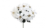  Wr Poinsettia X7 White