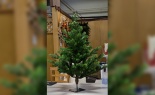  3'h Quincy Pine 412 Ti