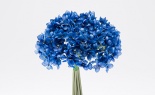  BOUQUET STYLE HYDRANGE