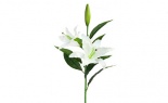  Casablanca Lily Crea