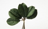  Nat Magnolia Leaf Bundle X12 Nat Green