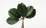  NAT MAGNOLIA LEAF BUND