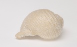  (se) 6