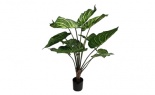  3' Dieffenbachia Plant