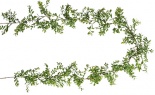 6' FRESH BOXWOOD GARLA