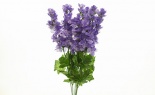   Delphinium Bush X6 Delp