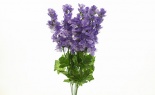   DELPHINIUM BUSH X6 DELP