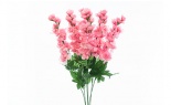   Delphinium Bush X6 Pink