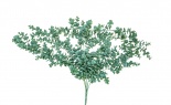  Blended Euc Vine X5 Gree