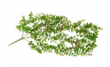  Blended Euc Vine X5 Gree