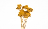  Yarrow Natural